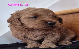 Mini Goldendoodle dogs for sale: F1b Red Miniature Goldendoodles tested parents - Image 5