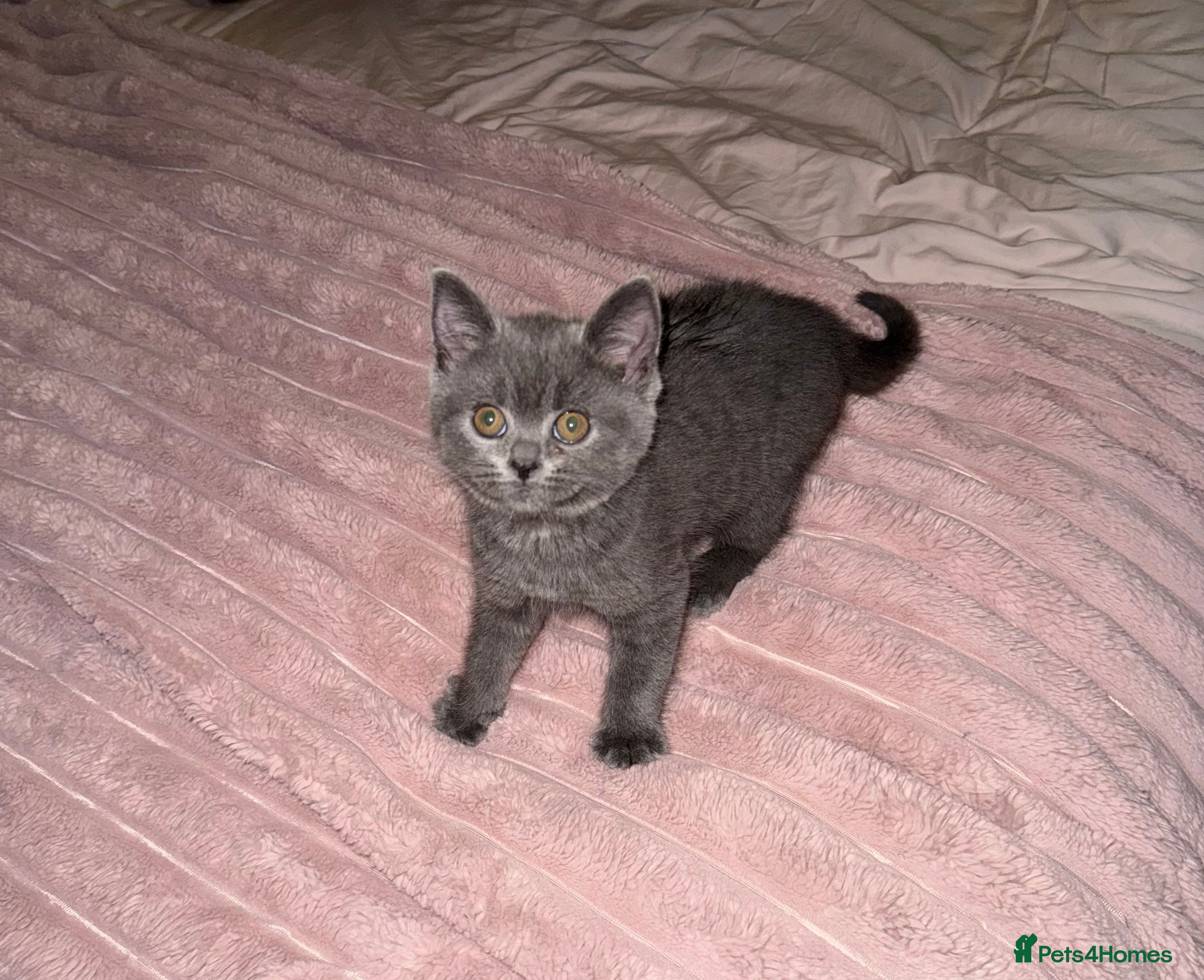 British Shorthair cats British short-haired 4 month old kitten  - Advert 1