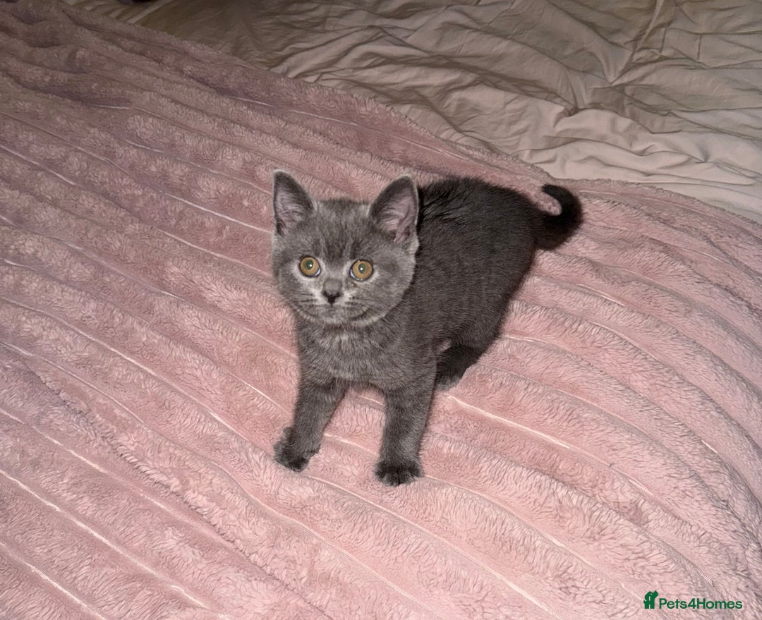 British Shorthair cats for sale: British short-haired 9 week old kitten  - Image 1