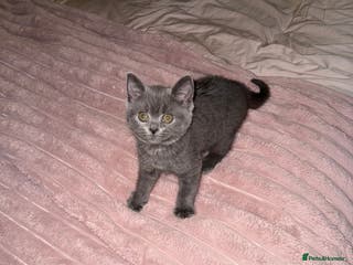 British Shorthair cats British short-haired 4 month old kitten - Advert 1
