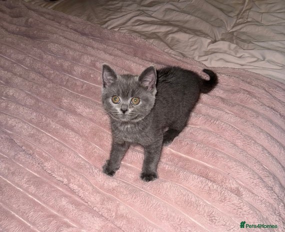 British Shorthair cats - Advert 2