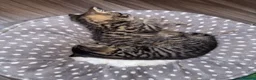 Mixed Breed cats for sale: Two beautiful male kittens in Buckingham - Advert 4