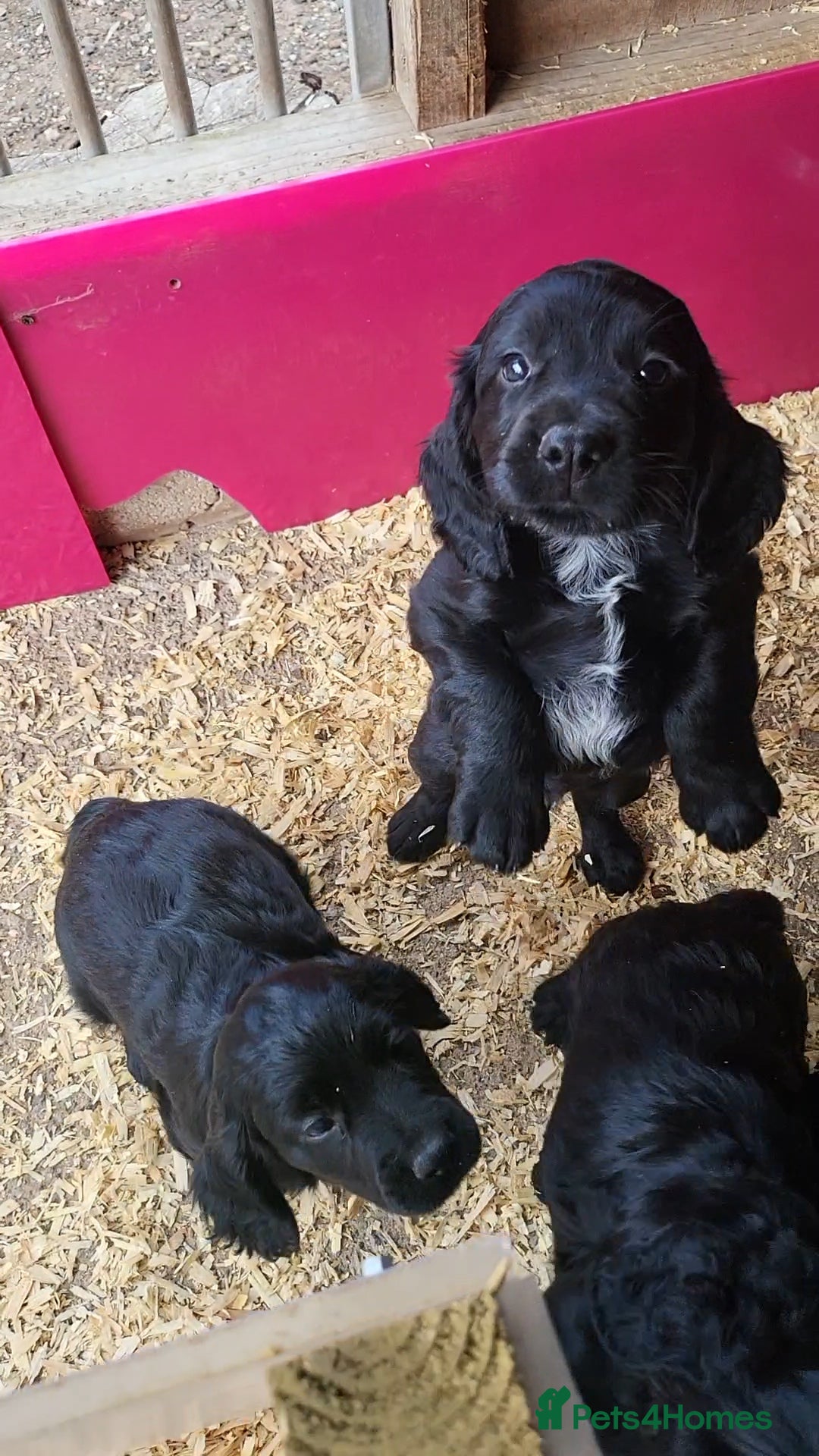 Cocker Spaniel dogs for sale: Beautiful Working Cocker Puppies - Image 17