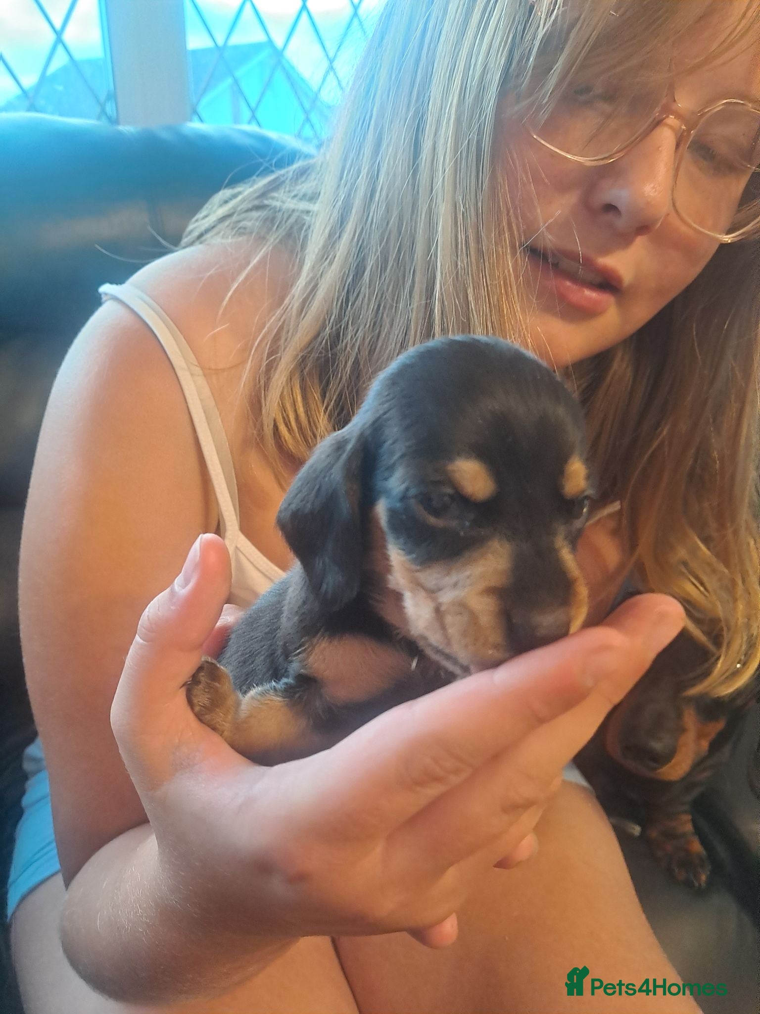 Miniature Dachshund dogs Miniature dachshunds - Advert 20