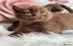 British Shorthair cats for sale: British shorthair kittens  - Image 8