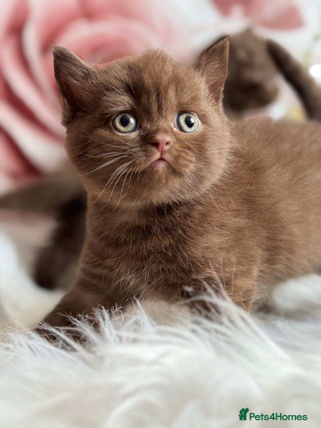 British Shorthair cats for sale: British shorthair kittens  - Image 8
