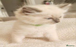 Ragdoll cats for sale: Pure ragdoll kittens READY NOW!! - Image 24