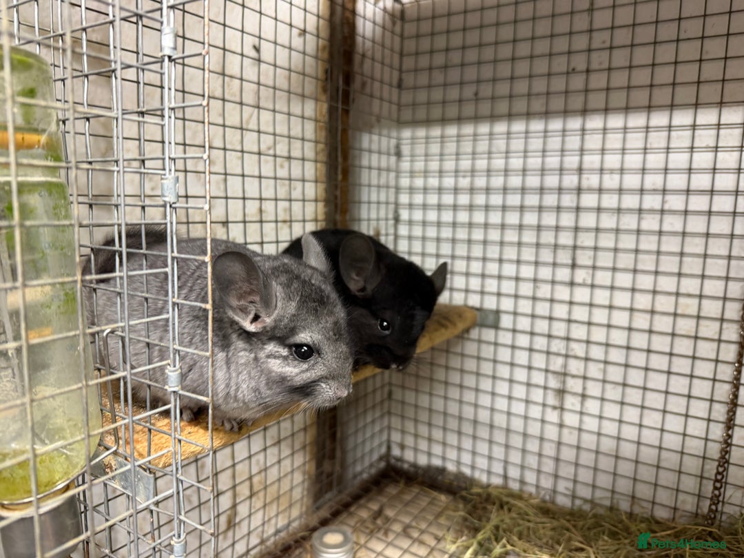 Chinchilla rodents for sale: Males and female chinchillas.  - Advert 3