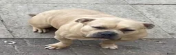 American Bulldog dogs for sale: Pocket Bully  in Birmingham - Advert 4