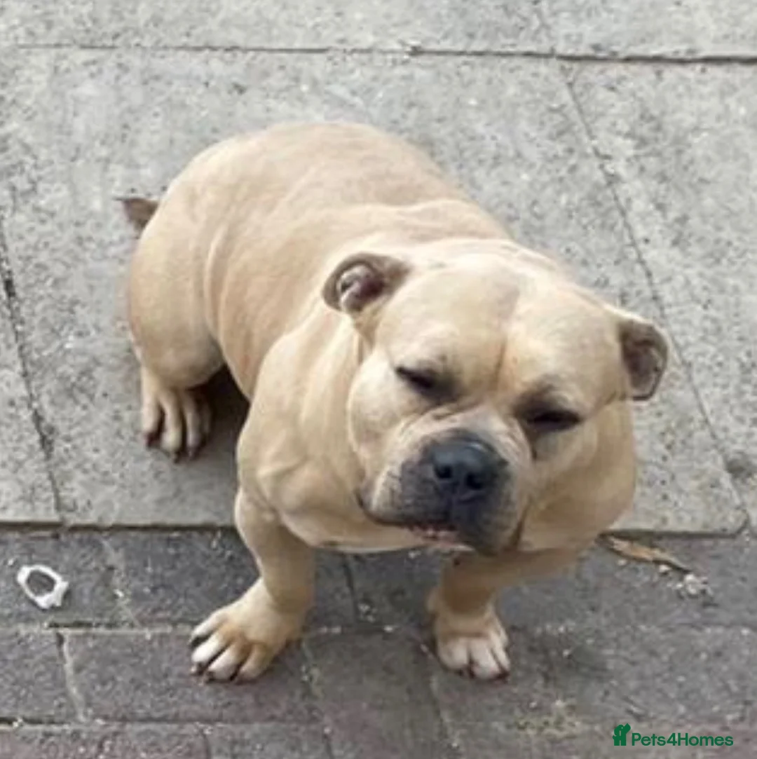 American Bulldog dogs for sale: Pocket Bully  in Birmingham - Advert 4