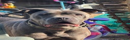 Cane Corso dogs for sale: Purebred Cane Corso Puppies - Advert 6
