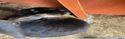 Mini Lop rabbits for sale: Three beautiful friendly rabbits in Port Talbot - Advert 4