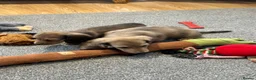 Miniature Dachshund dogs for sale: Cream dapple boy and shaded red girl - Advert 11