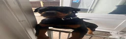 Rottweiler dogs for sale: 16 Month Old Male Rottweiler  in Mansfield - Advert 2