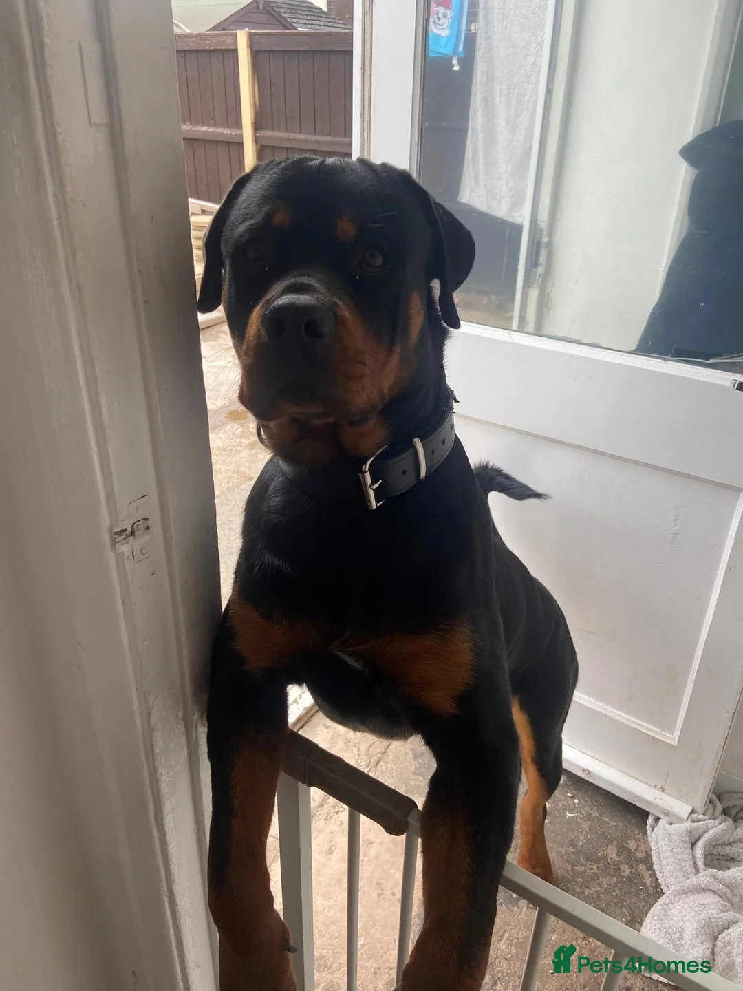 Rottweiler dogs for sale: 16 Month Old Male Rottweiler  in Mansfield - Advert 2
