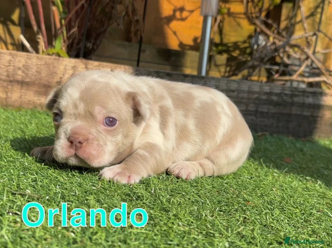 French Bulldog dogs for stud: New shade Isabella Merle fluffy carrier  in Hastings - Advert 16