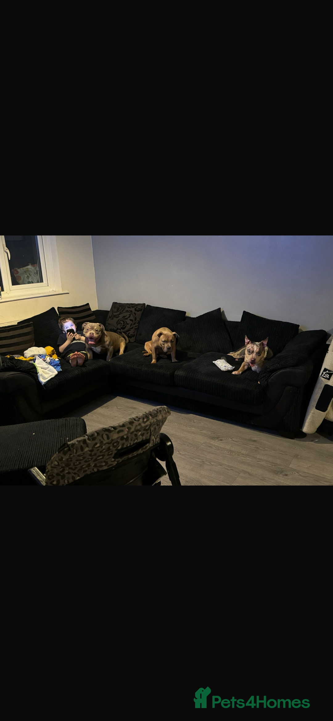 American Bully dogs for sale: Male and female  - Image 3
