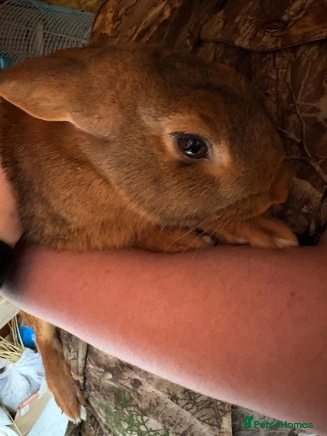 Belgian Hares rabbits for sale: Belgian hare  - Advert 1