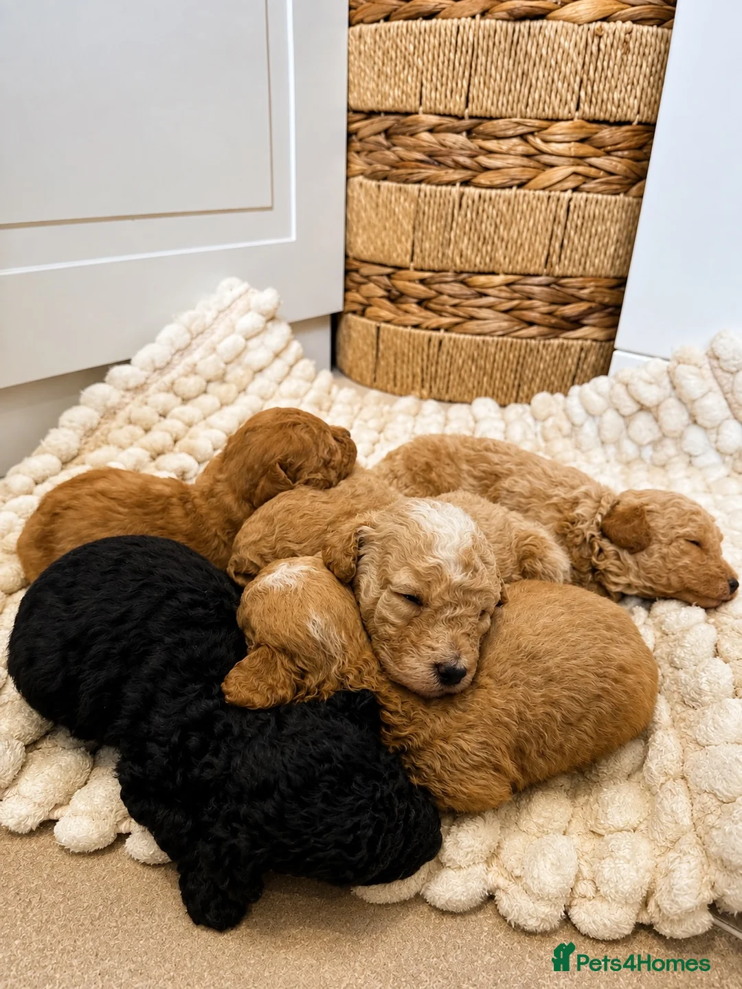 Toy Poodle dogs for sale: Adorable Toy Poodle Puppies  - Advert 2