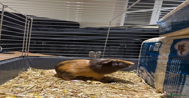 Guinea Pig rodents - Advert 11