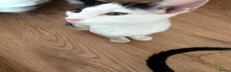 Mixed Breed cats for sale: Peterbald x Kittens in Dalkeith - Advert 2