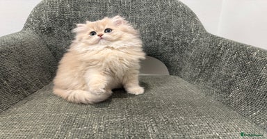 British Longhair cats - Advert 3