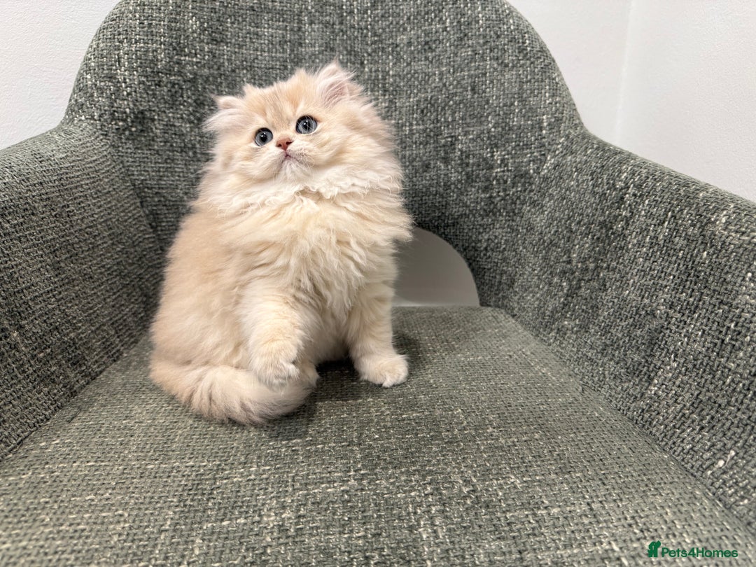 British Longhair cats for sale: Golden and Blue golden British longhairs - Image 2