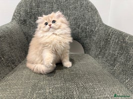 British Longhair cats - Advert 3