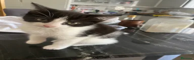 British Shorthair 1