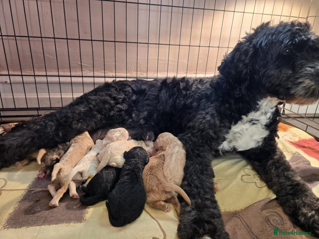 Goldendoodle dogs for sale: Goldendoodles  - Advert 3