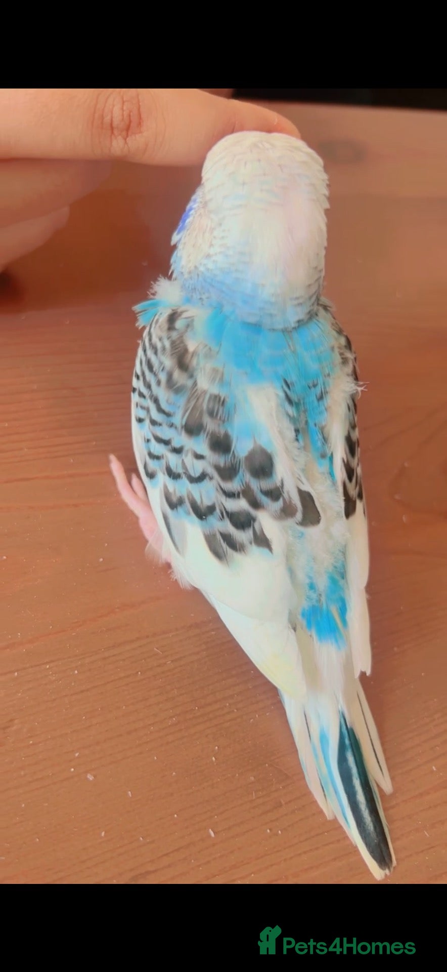 Mixed Breed birds Budgies - Advert 2