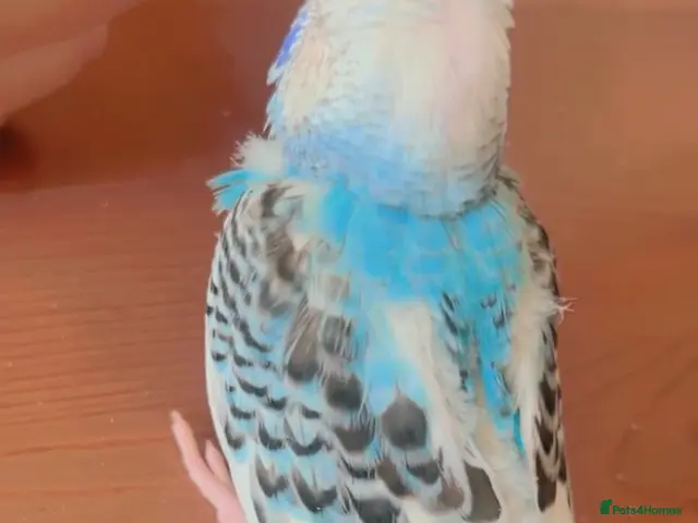 Mixed Breed birds for sale: Budgies - Advert 2