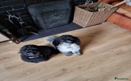 Poochon dogs for sale: 4 year old Poochons looking for new home - Image 1