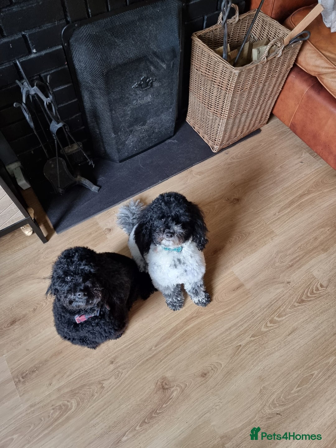 Poochon dogs for sale: 4 year old Poochons looking for new home - Image 1