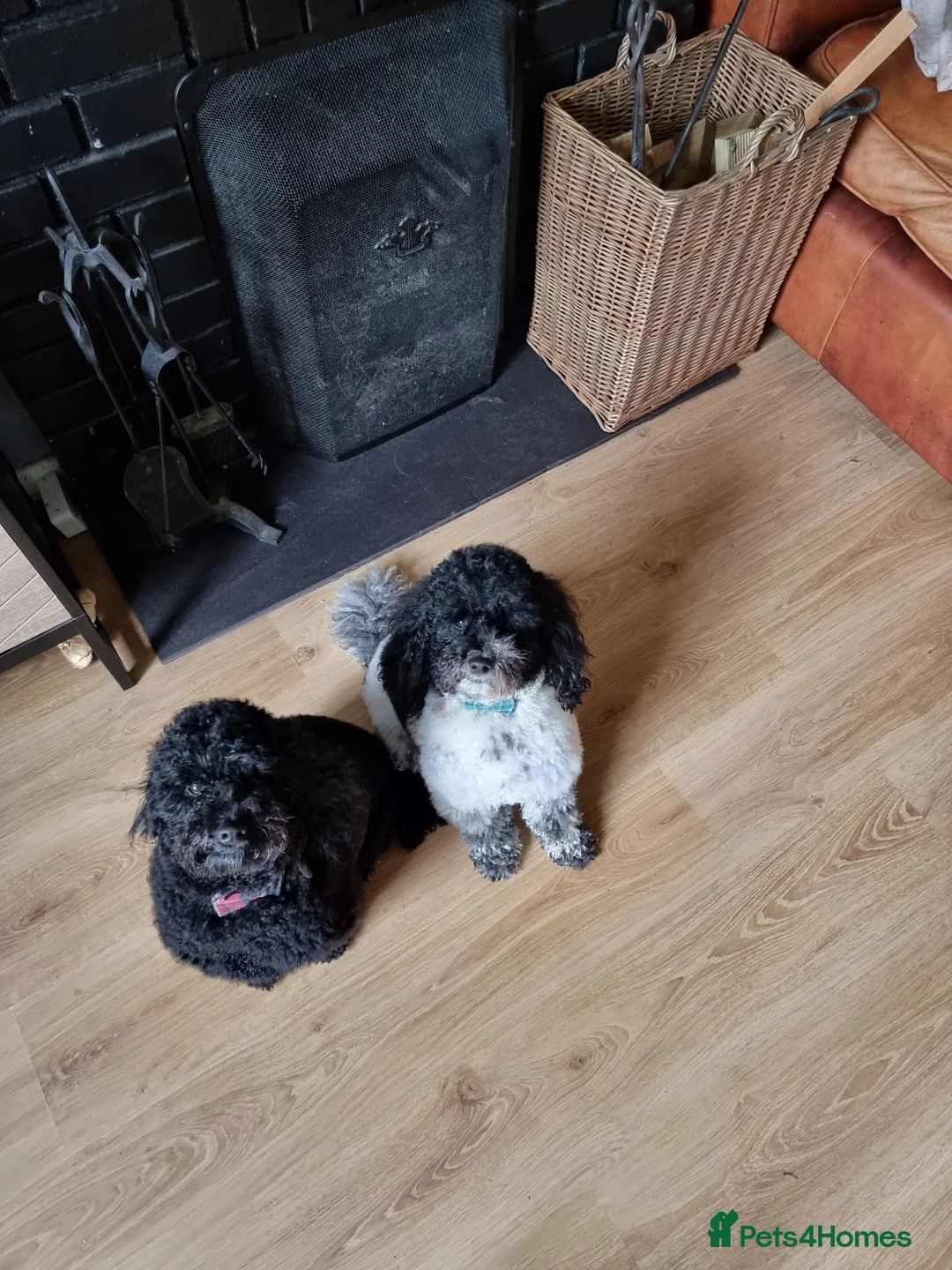 Poochon dogs for sale: Looking for home 2 x 4 year old Poochons - Advert 2