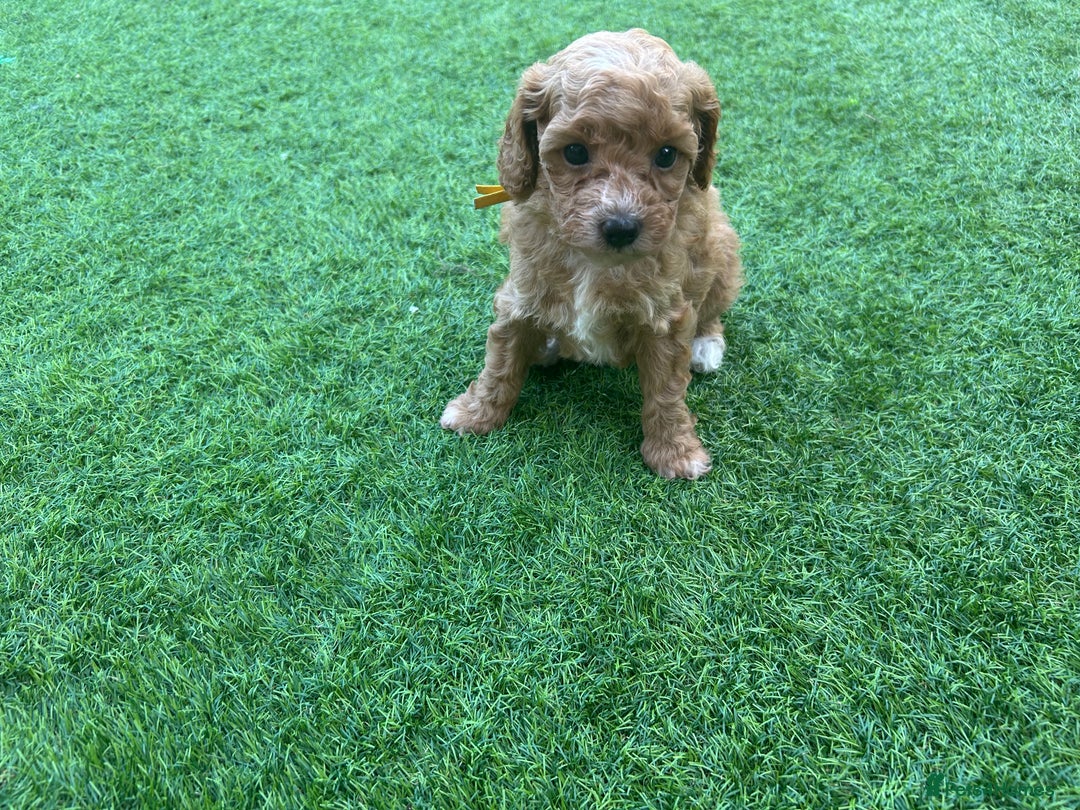 Cavapoo dogs for sale: F1BB cavapoo puppies  - Image 5