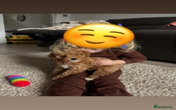 Maltipoo dogs for sale: Beautiful girl Maltipoo puppy - Image 2