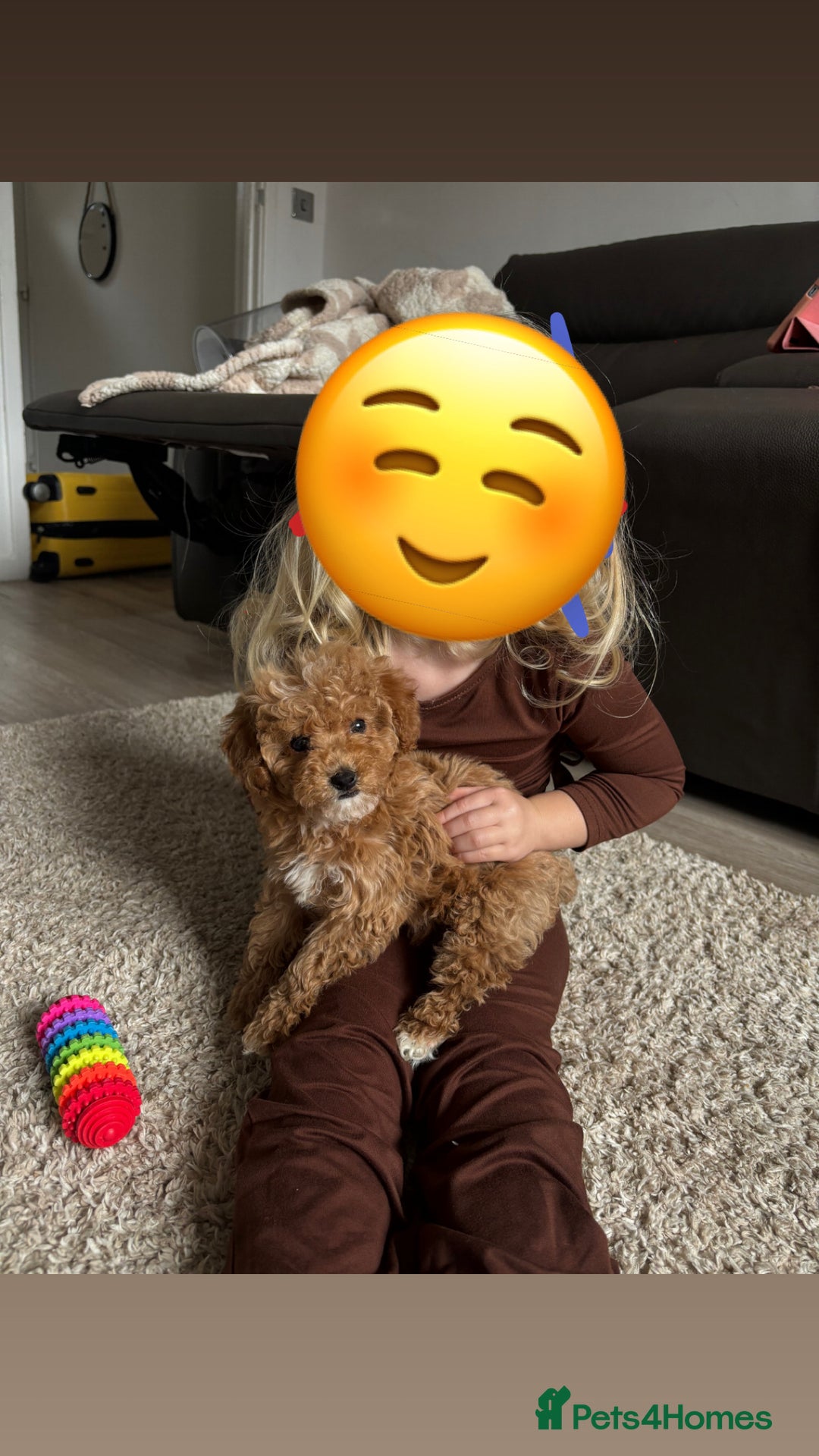 Maltipoo dogs for sale: Beautiful girl Maltipoo puppy - Image 2