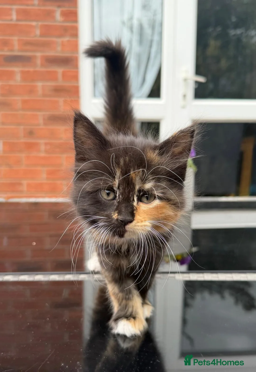 Mixed Breed cats for sale: Adorable kittens for sale in Coventry - Advert 11