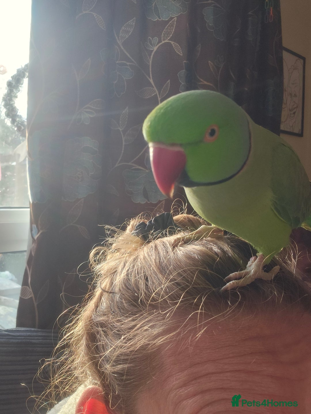 Ringnecks birds for sale: This is George! - Advert 6