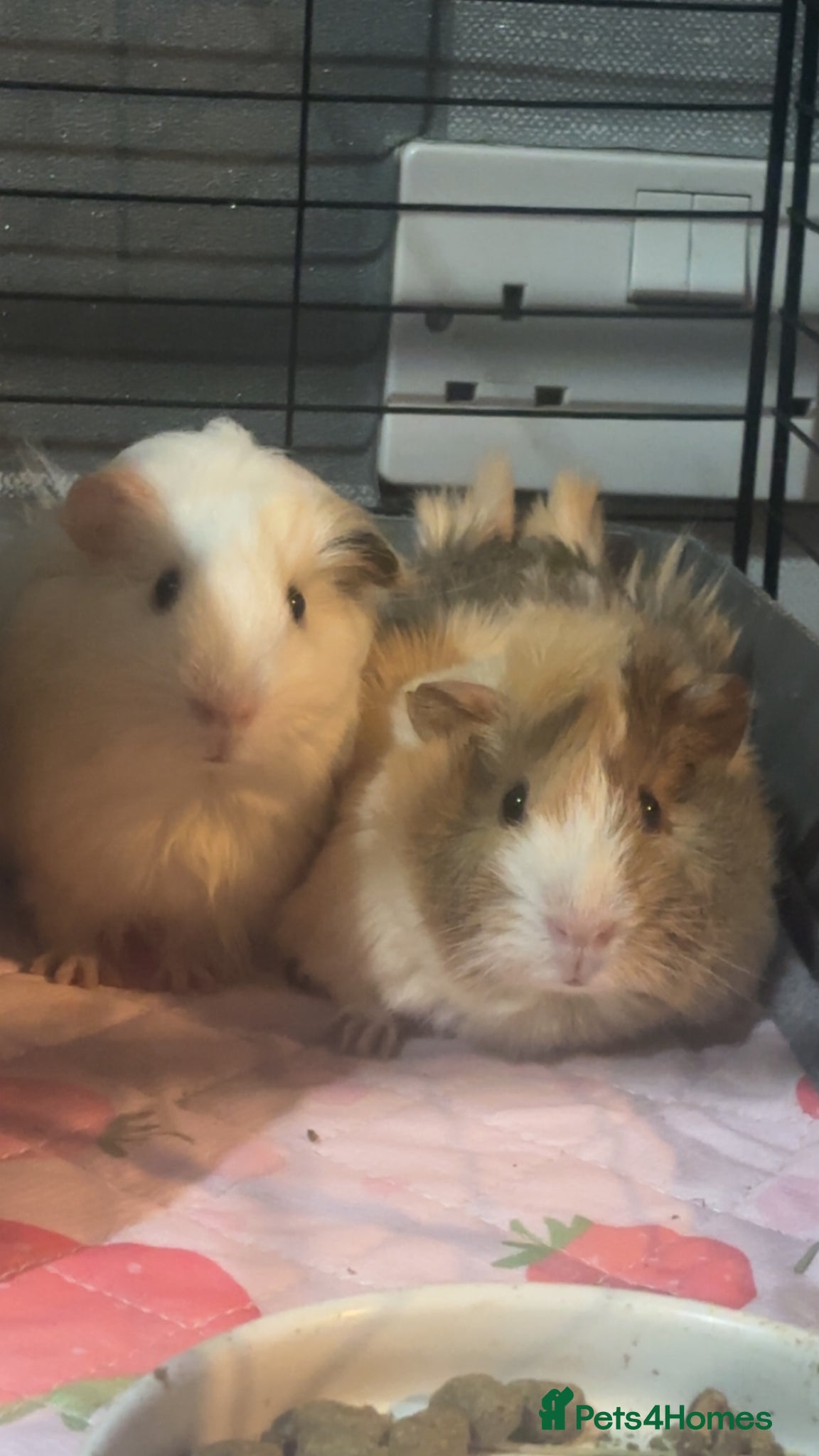 Guinea Pig rodents 2 Female Guinea Pigs! - Advert 1