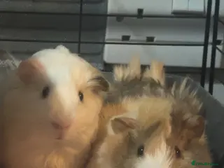 Guinea Pig rodents 2 Female Guinea Pigs! - Advert 2