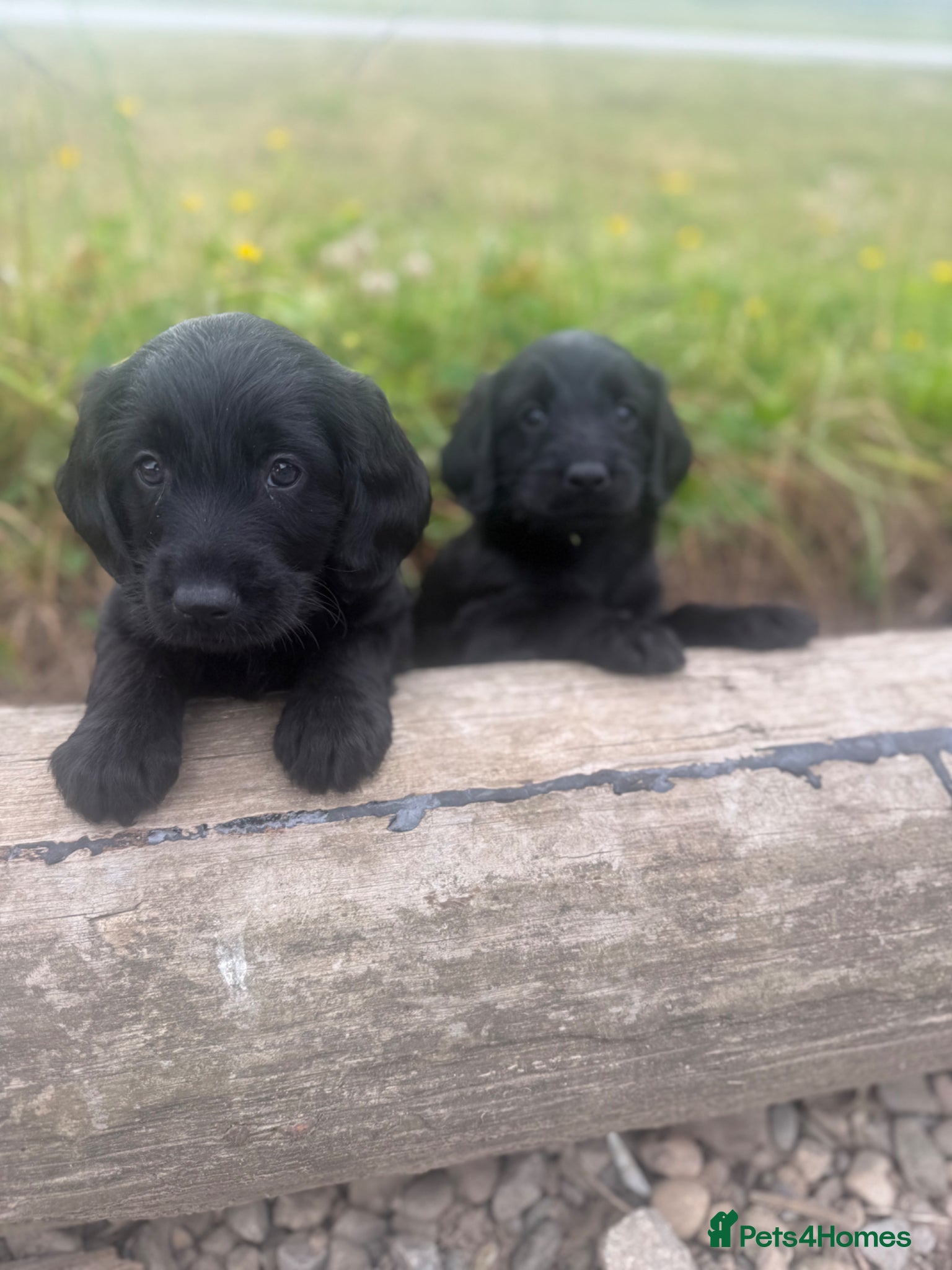 Labradoodle dogs for sale: F1 miniature labradoodles  - Advert 10