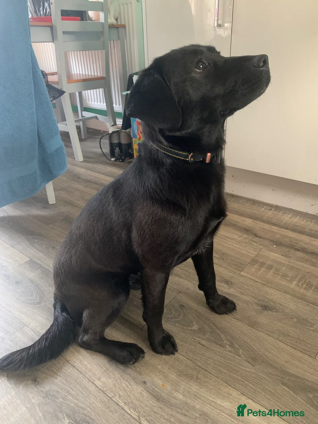 Labrador Retriever dogs for sale: Black Labrador  in Coventry - Advert 2