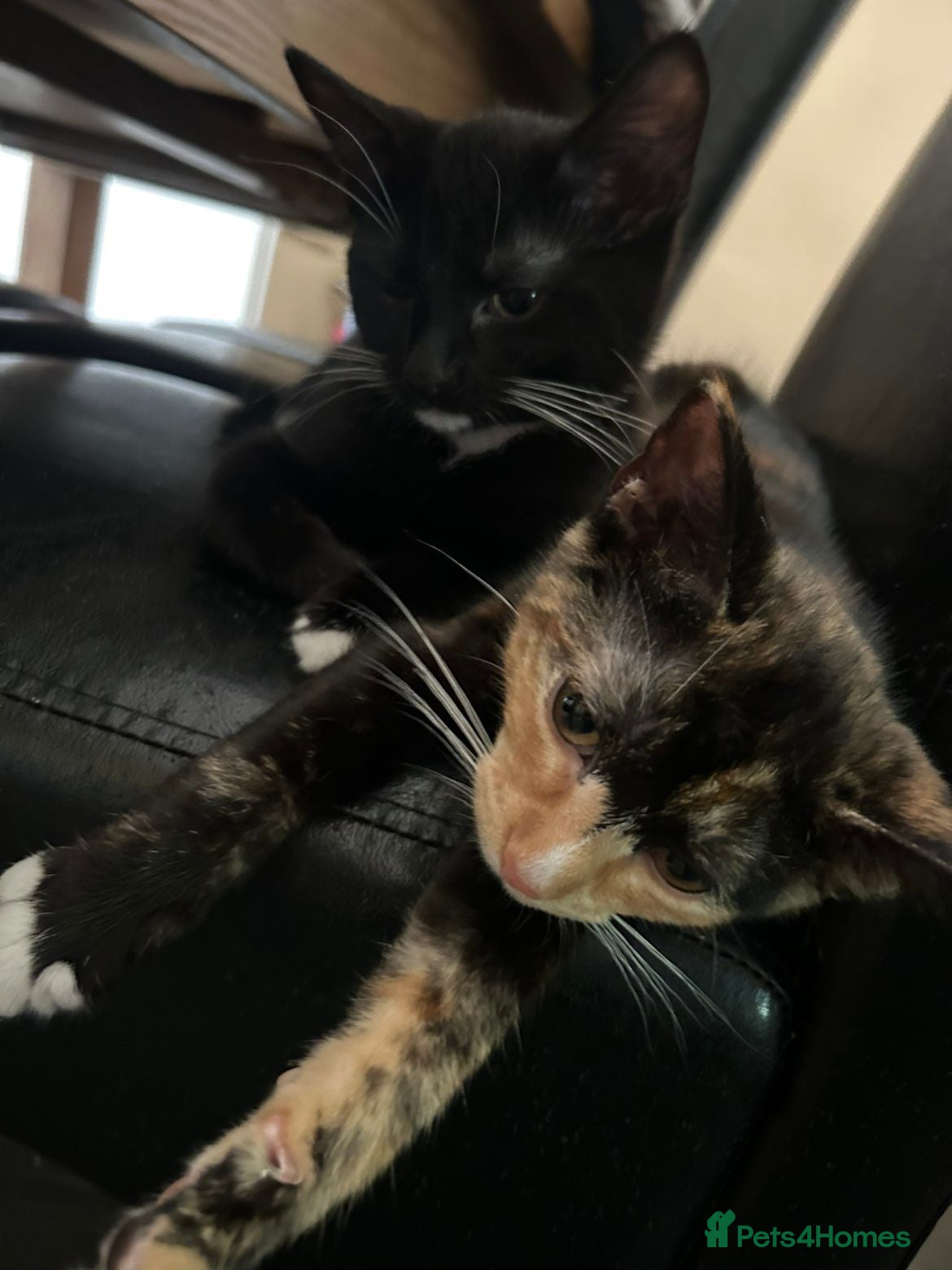 British Shorthair cats Tuxedo kitten male / Tortoise shell kitten female  - Advert 10