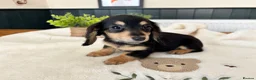 Miniature Dachshund dogs for sale: (3left, ready) Long haired miniature Dachshund  - Advert 5