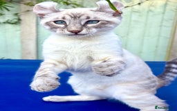Bengal cats for sale: Stunning rare female  - Image 36