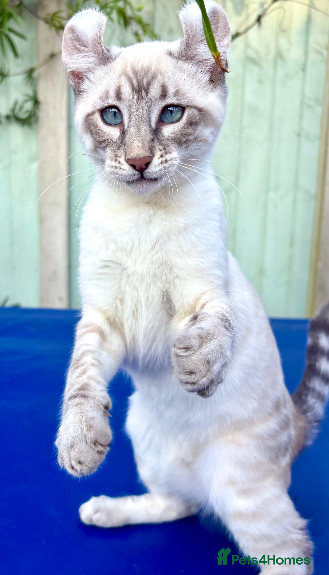 Bengal cats for sale: Stunning rare female  - Image 36