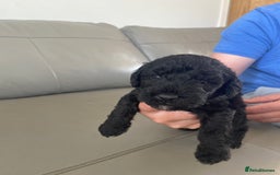 Bedlington Terrier dogs for sale: KC registered Bedlington terrier puppies - Image 7