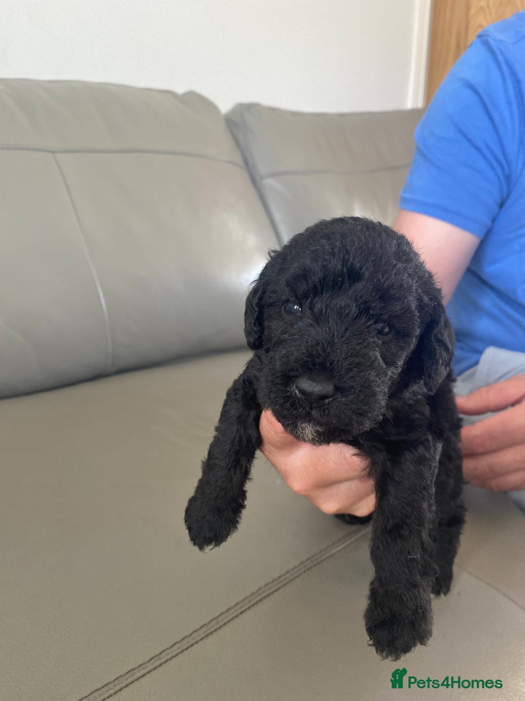 Bedlington Terrier dogs for sale: KC registered Bedlington terrier puppies - Image 7